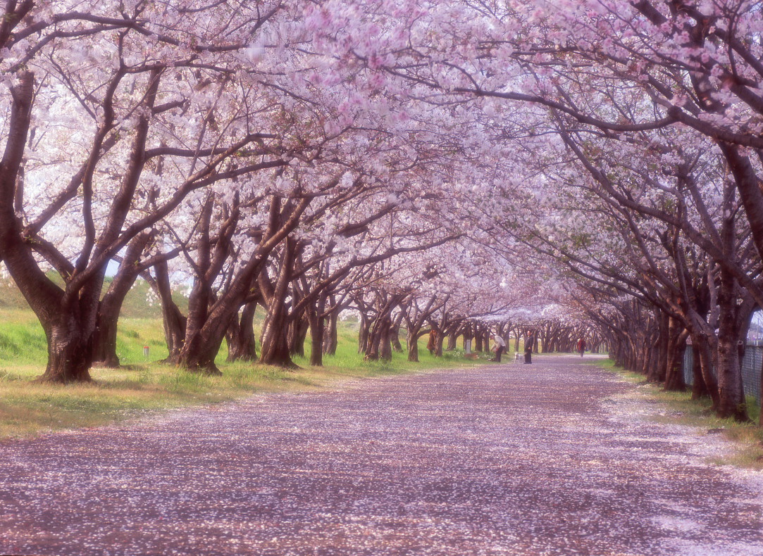 綺麗なアニメ 桜 背景 画像 日本のイラスト 綺麗なアニメ 桜 背景 画像 日本のイラスト