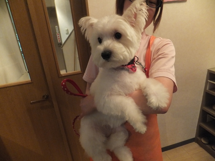 頬ずりしたくなるフワフワ感!!_c0226202_16101635.jpg