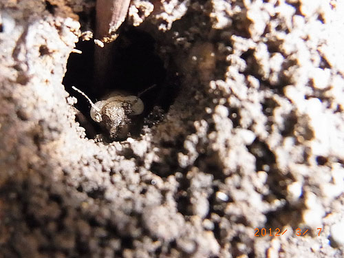 なんとセミの幼虫が 昆虫ブログ むし探検広場