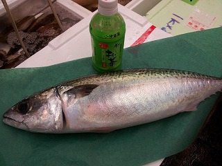 巨大サバ!_f0157910_1555822.jpg