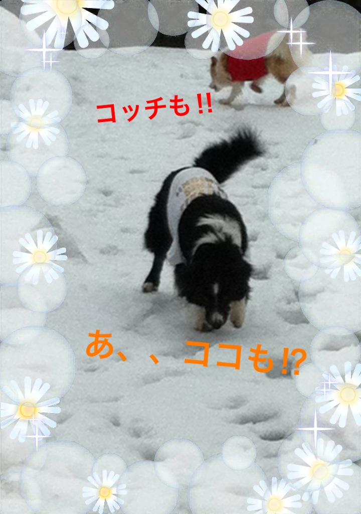 犬に優しい御岳山_c0122713_147582.jpg