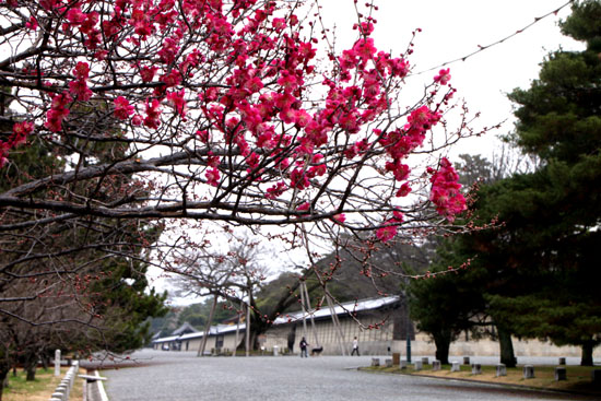 京都御苑 梅だより_e0048413_2092023.jpg