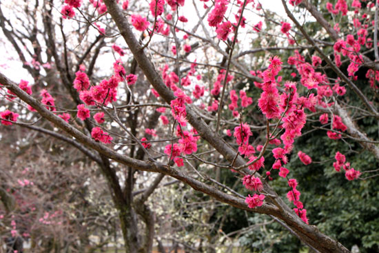 京都御苑 梅だより_e0048413_2093327.jpg