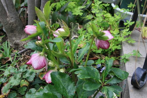 e0102713_9401852.jpg