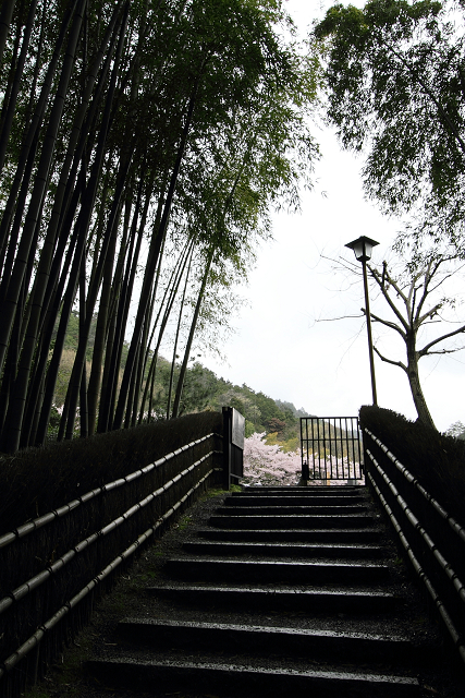 嵯峨野桜巡り －化野念仏寺－_b0169330_804249.jpg