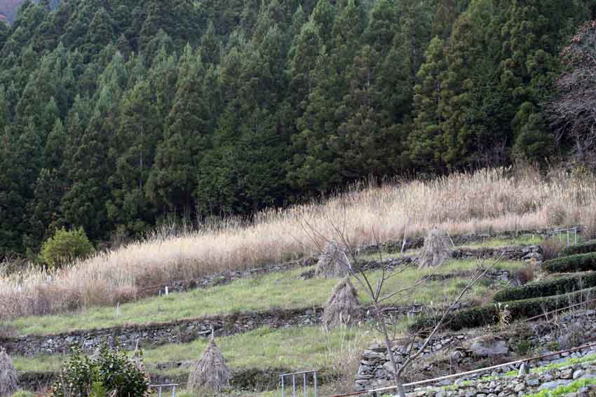 阿波の「傾斜地農業」♪_d0058941_21142281.jpg