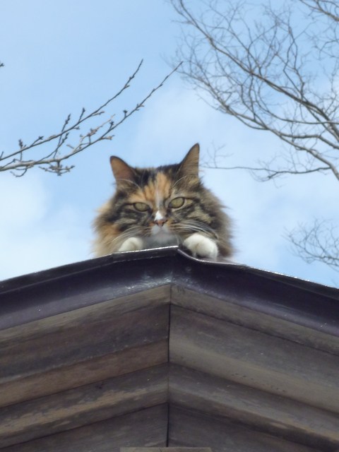 屋根の上の猫 : 秋田県 能代鎮守 日吉神社