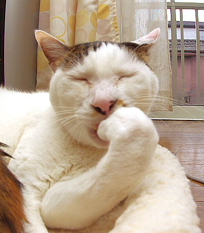 うーん ヨンダム ぶつぶつ独り言2 うちの猫ら21 うーん ヨンダム ぶつぶつ独り言2 うちの猫ら21