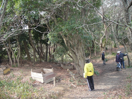 H24年3月度植物観察_c0108460_17284880.jpg
