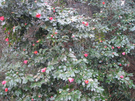 H24年3月度植物観察_c0108460_17295591.jpg