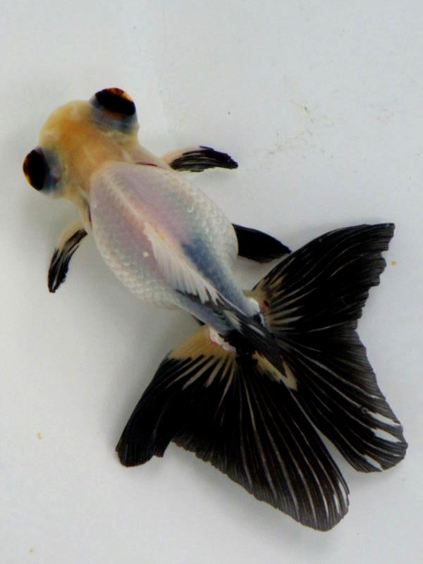 今日も大潮だ 白黒パンダが産卵 金魚一道ブログ