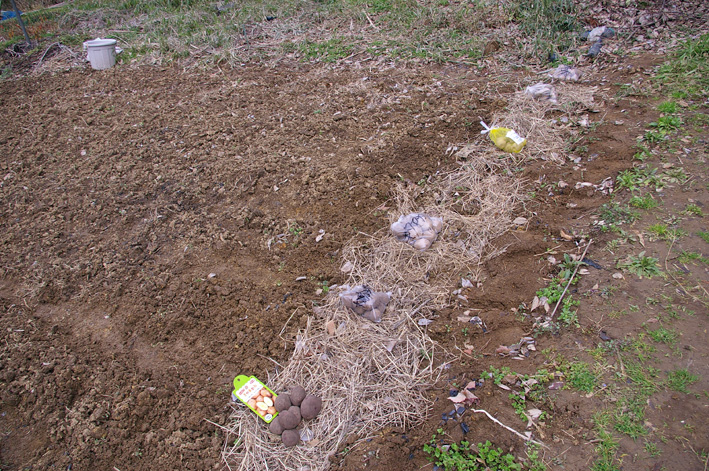 ジャガイモの植え付けとニンジンの種まき完了（2012・3・7）_c0014967_18175818.jpg