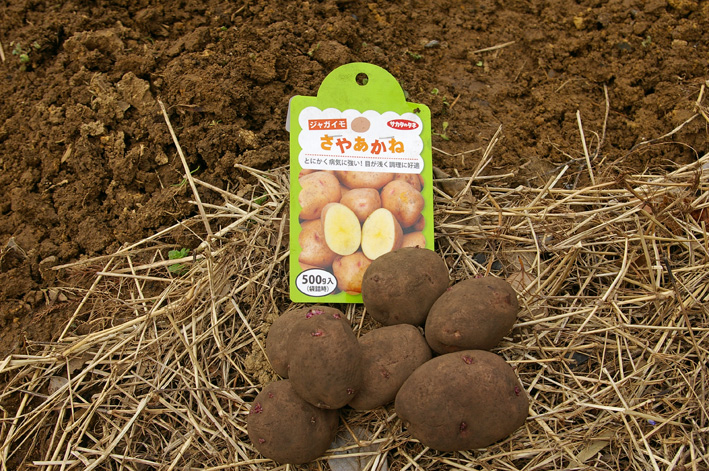 ジャガイモの植え付けとニンジンの種まき完了（2012・3・7）_c0014967_18181619.jpg