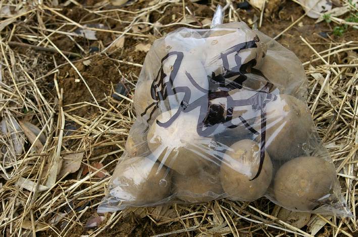 ジャガイモの植え付けとニンジンの種まき完了（2012・3・7）_c0014967_1820810.jpg