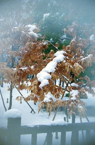 東京にも雪が降りました＾＾３_c0124773_20413028.jpg