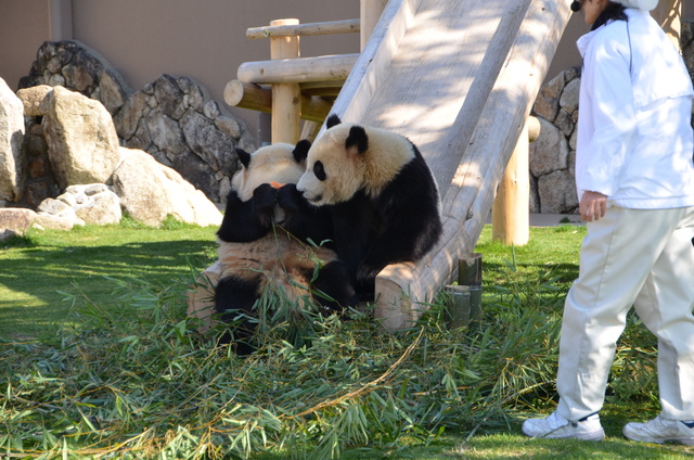 ２０１２年２月白浜パンダ見隊その７　ミルクタイム_a0052986_2222396.jpg