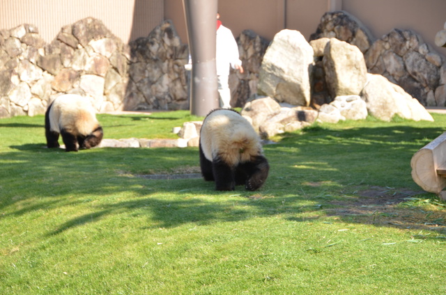 ２０１２年２月白浜パンダ見隊その８_a0052986_23194576.jpg