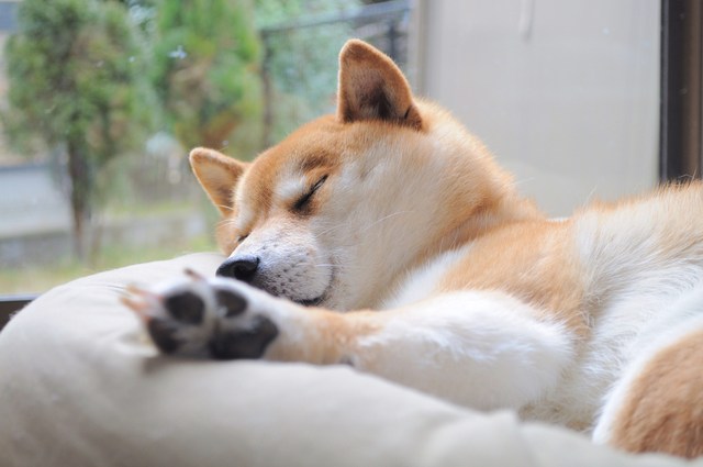 3匹_a0126590_23493484.jpg