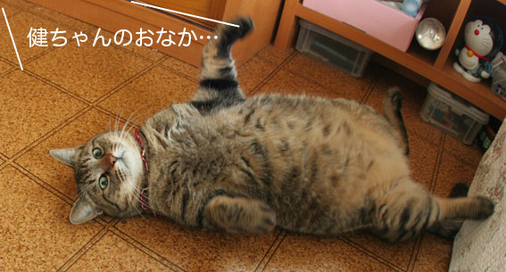 でぶ猫の魅力 と茶虎暴走族 ひなたぼっこ でぶ猫の魅力 と茶虎暴走族 ひなたぼっこ