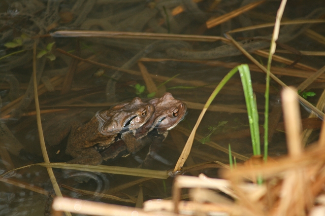 アズマヒキガエル産卵!_b0049307_154107.jpg