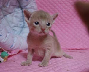 アビシニアン3色団子ちゃん フォーン ブルー ルディ_e0033609_17292535.jpg