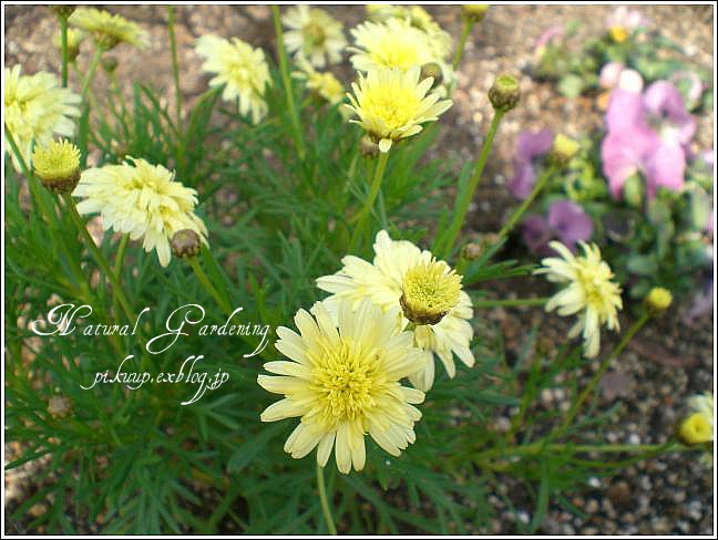 大好きなオレガノケントビューティと春のお花たち♪_b0212911_12112490.jpg