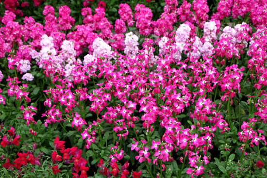 植物園　早春の花展_e0048413_22415356.jpg