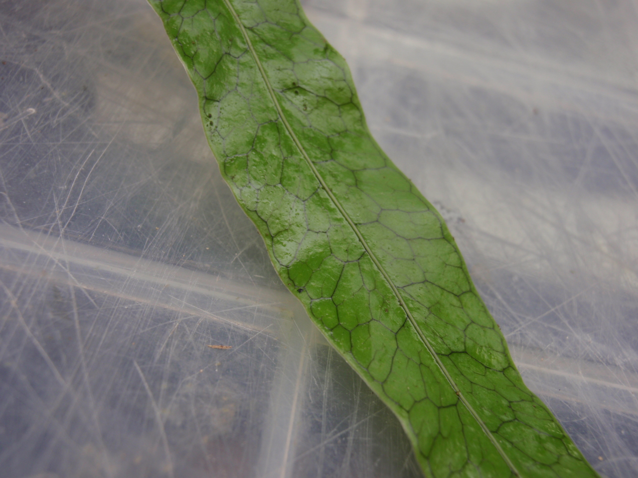 KSB: Rhodobryum spオオカサゴケの仲間フィリピンルソン島産高地 KSB: Rhodobryum spオオカサゴケの仲間フィリピンルソン島産高地