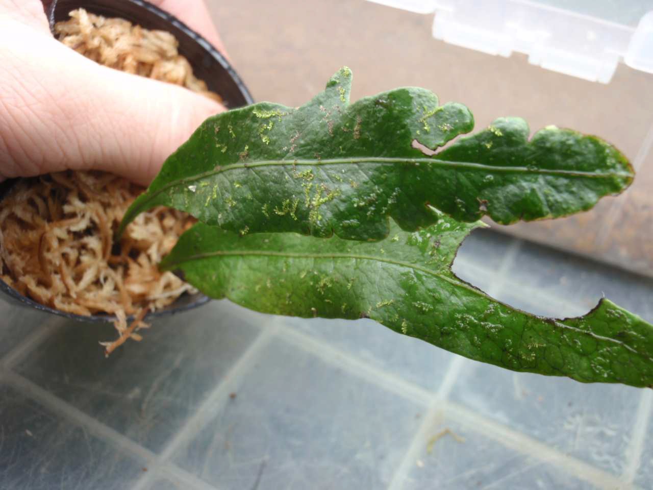 KSB: Rhodobryum spオオカサゴケの仲間フィリピンルソン島産高地 KSB: Rhodobryum spオオカサゴケの仲間フィリピンルソン島産高地