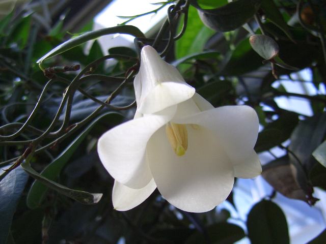 白花椿葛 シロバナツバキカズラ 花の仲間調べ 白花椿葛 シロバナツバキカズラ 花の仲間調べ