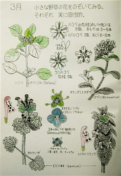 彩色 ペン画 春の野草たち スケッチ感察ノート Nature Journal