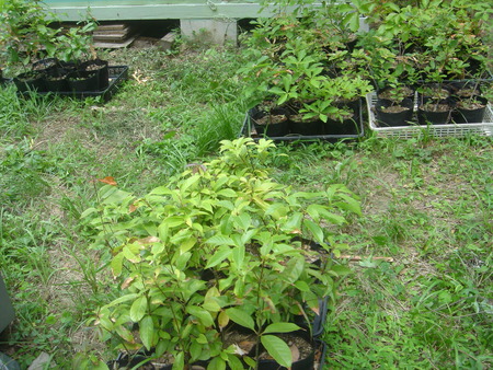 c0108460_2318491.jpg