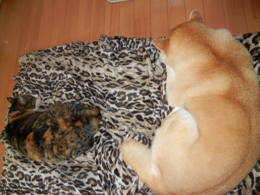 2012年3月9日(金)雨の日には部屋の中で・・・_f0060461_13142817.jpg