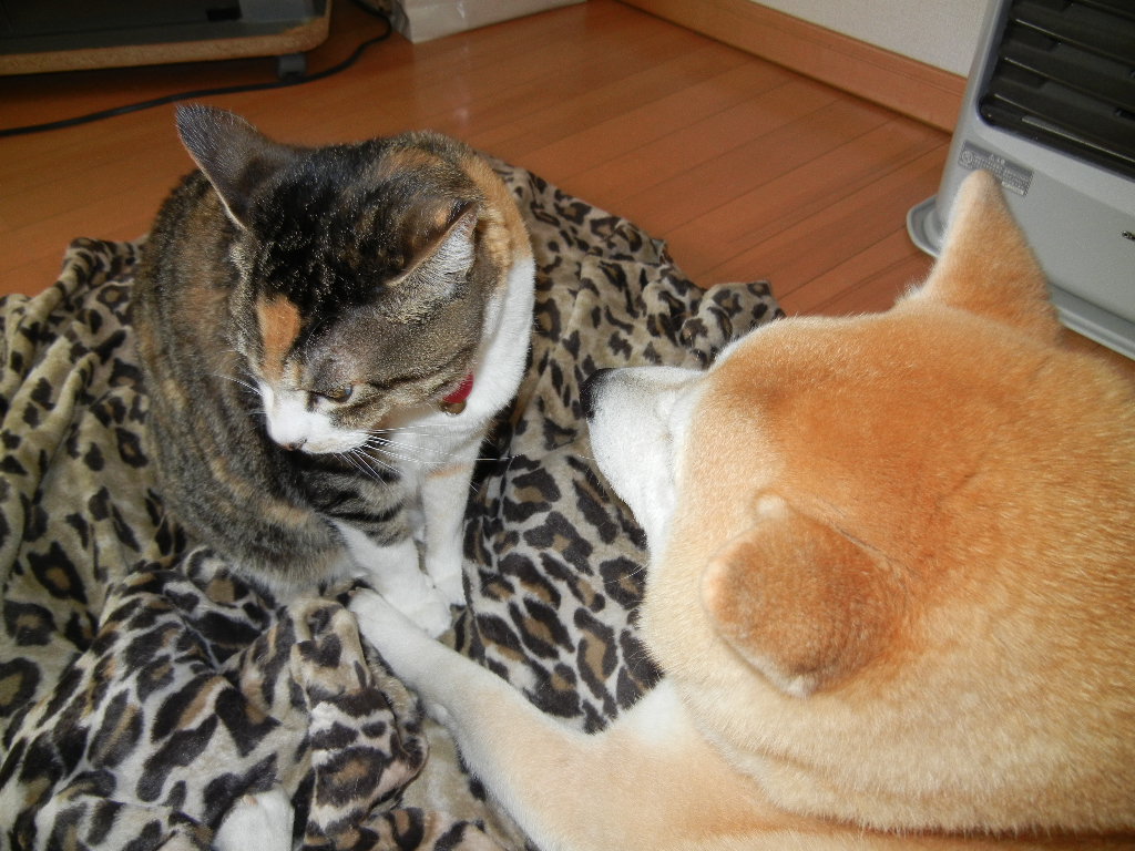 2012年3月9日(金)雨の日には部屋の中で・・・_f0060461_1345446.jpg