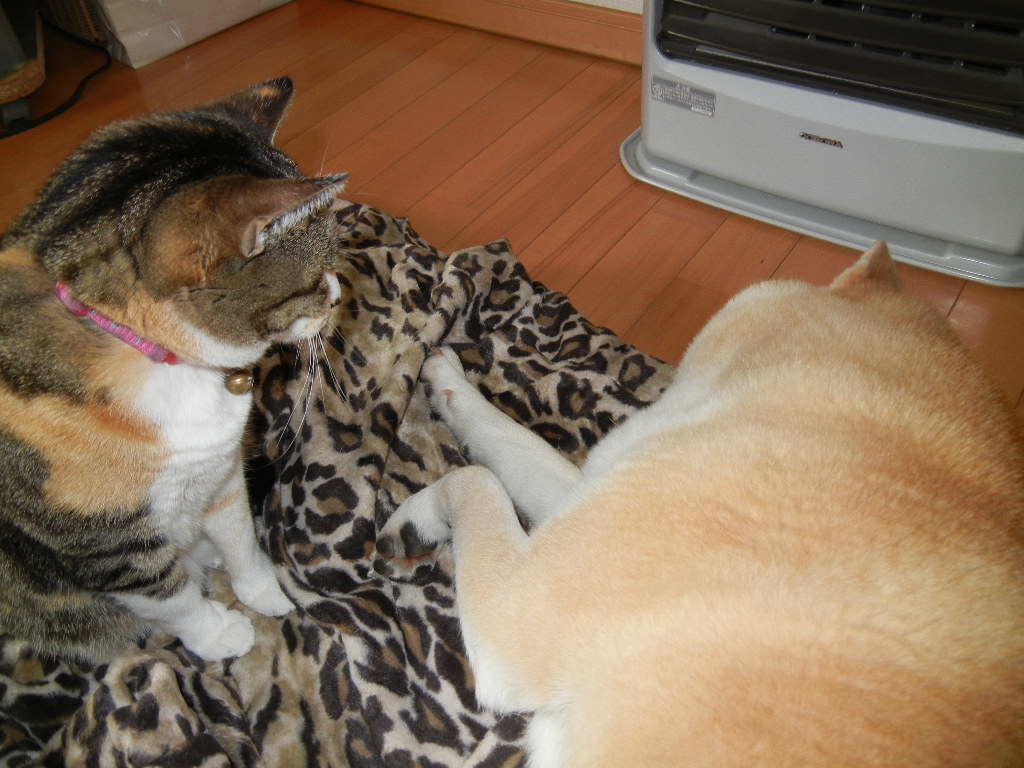 2012年3月9日(金)雨の日には部屋の中で・・・_f0060461_1382538.jpg