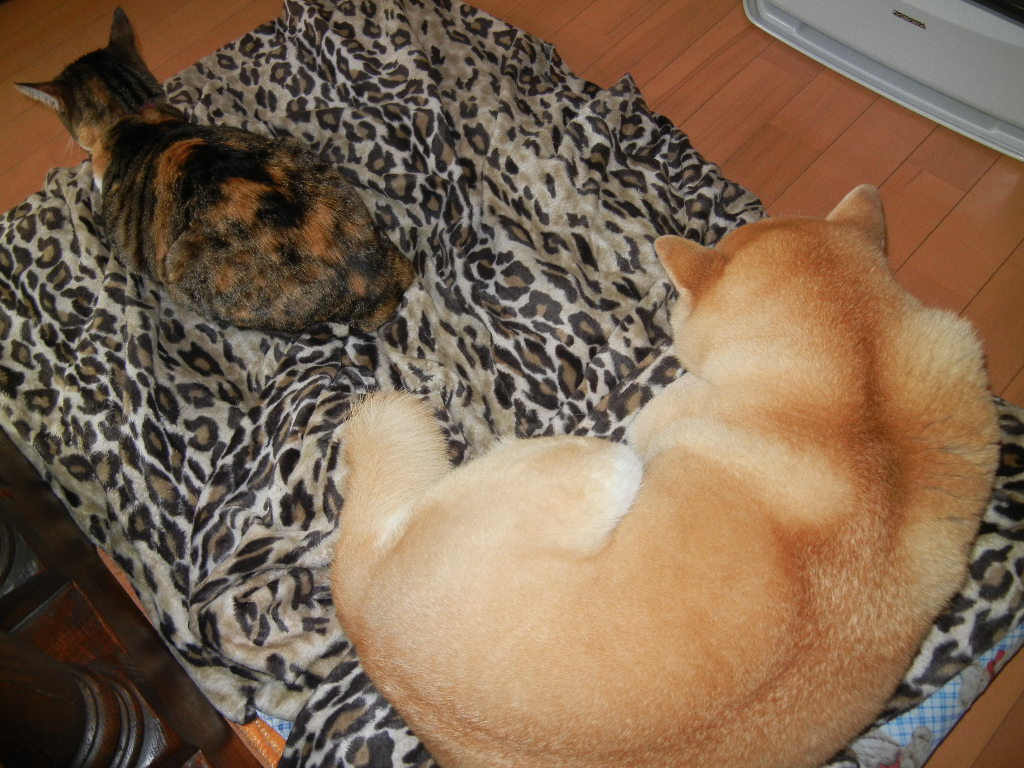 2012年3月9日(金)雨の日には部屋の中で・・・_f0060461_1395437.jpg