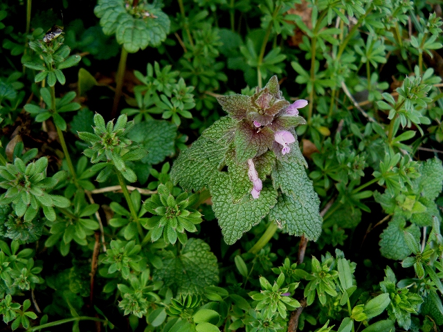 d0019074_10361897.jpg