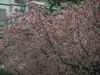 2012年3月9日 いきそびれちゃうよ・・・_b0098584_11141122.jpg
