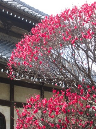 小町　本覚寺の梅(2012.03.08 part3)_e0245404_074280.jpg