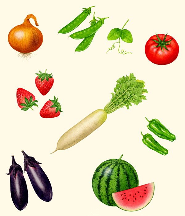 野菜と果物のイラスト１ イラストレーター 川副美紀 Miki Kawazoe Illustrations Watercolor Colored Pencil