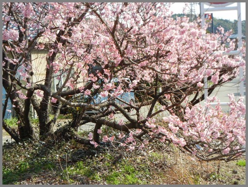 桜の花が満開！？_d0174707_12331841.jpg