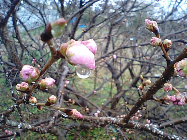 明正寺桜は満開…2013・3・10_f0231709_033274.jpg