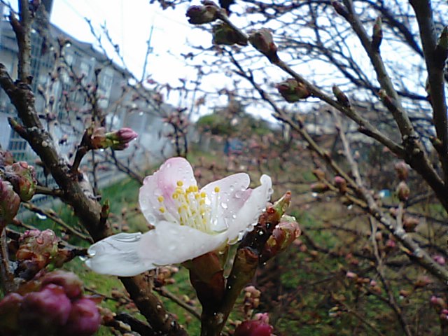 新居浜市の明正寺桜が咲き始め…2013/3/10_f0231709_041086.jpg