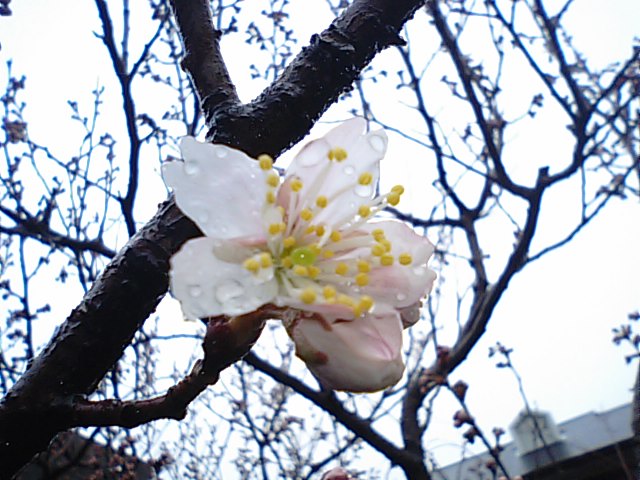 新居浜市の明正寺桜が咲き始め…2013/3/10_f0231709_054585.jpg