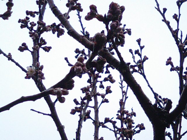 明正寺桜は満開…2013・3・10_f0231709_061452.jpg