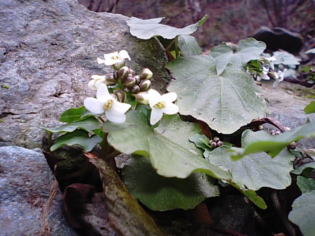 石鎚山系も春・杉木立と、ゆりわさびの花・・・2014・3・27_f0231709_23181537.jpg