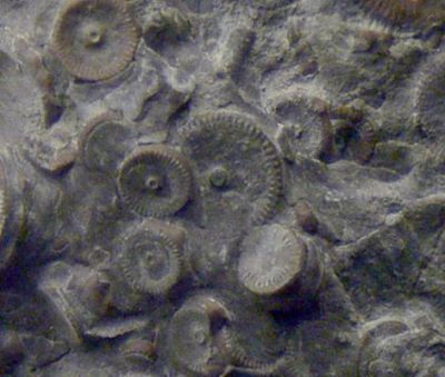 カムチャッカで数百個の４億年前の歯車見つかる！：これは完璧なオーパーツだ！_e0171614_10425067.jpg