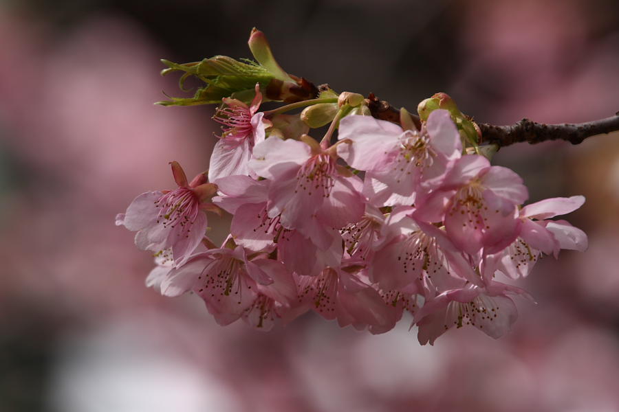 河津桜_c0208924_224399.jpg