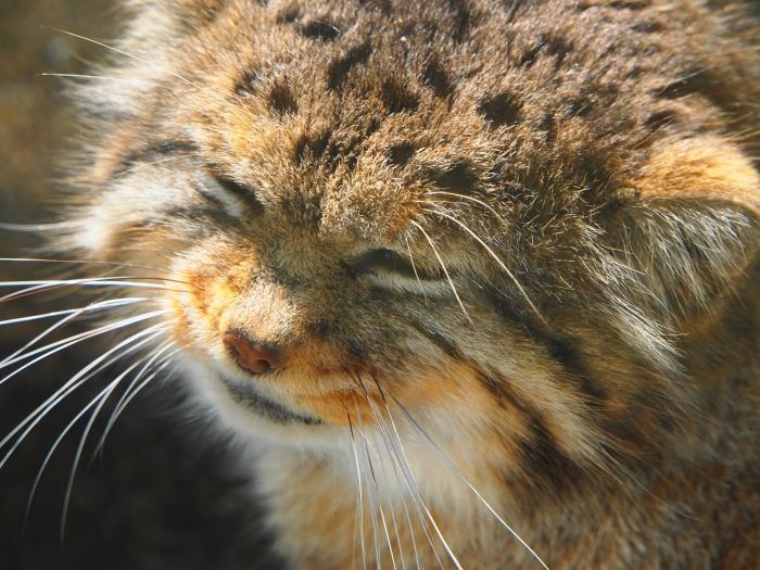 Fundraising forTOHOKUEarthquakeと　バブルの時代＆王子動物園　_d0252924_1728597.jpg