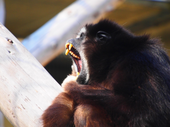 Fundraising forTOHOKUEarthquakeと　バブルの時代＆王子動物園　_d0252924_17295157.jpg